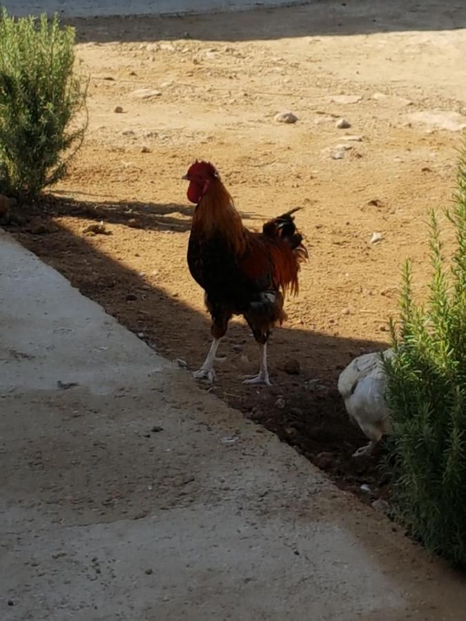 Ferienwohnung Ranch de Sidi kaouki Essaouira Exterior foto